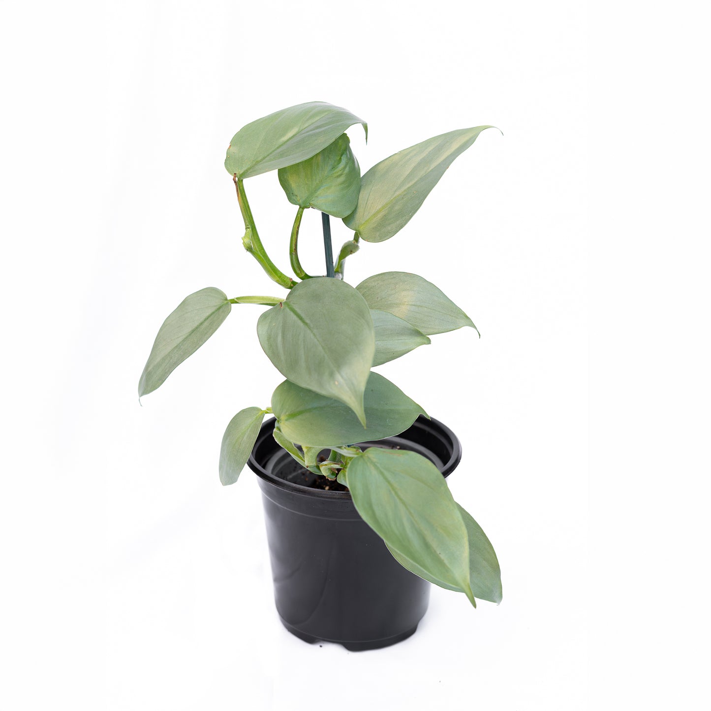 Filodendro Silver Sword