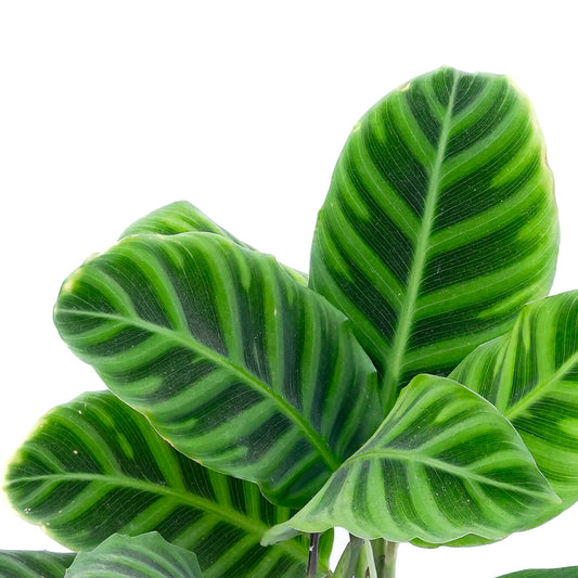 Calathea Zebrina
