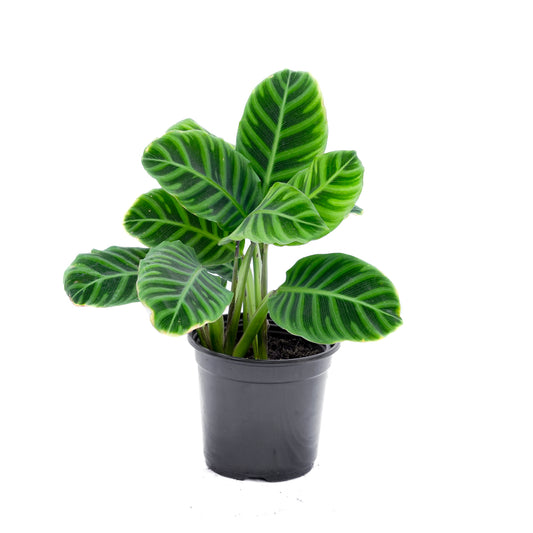 Calathea Zebrina