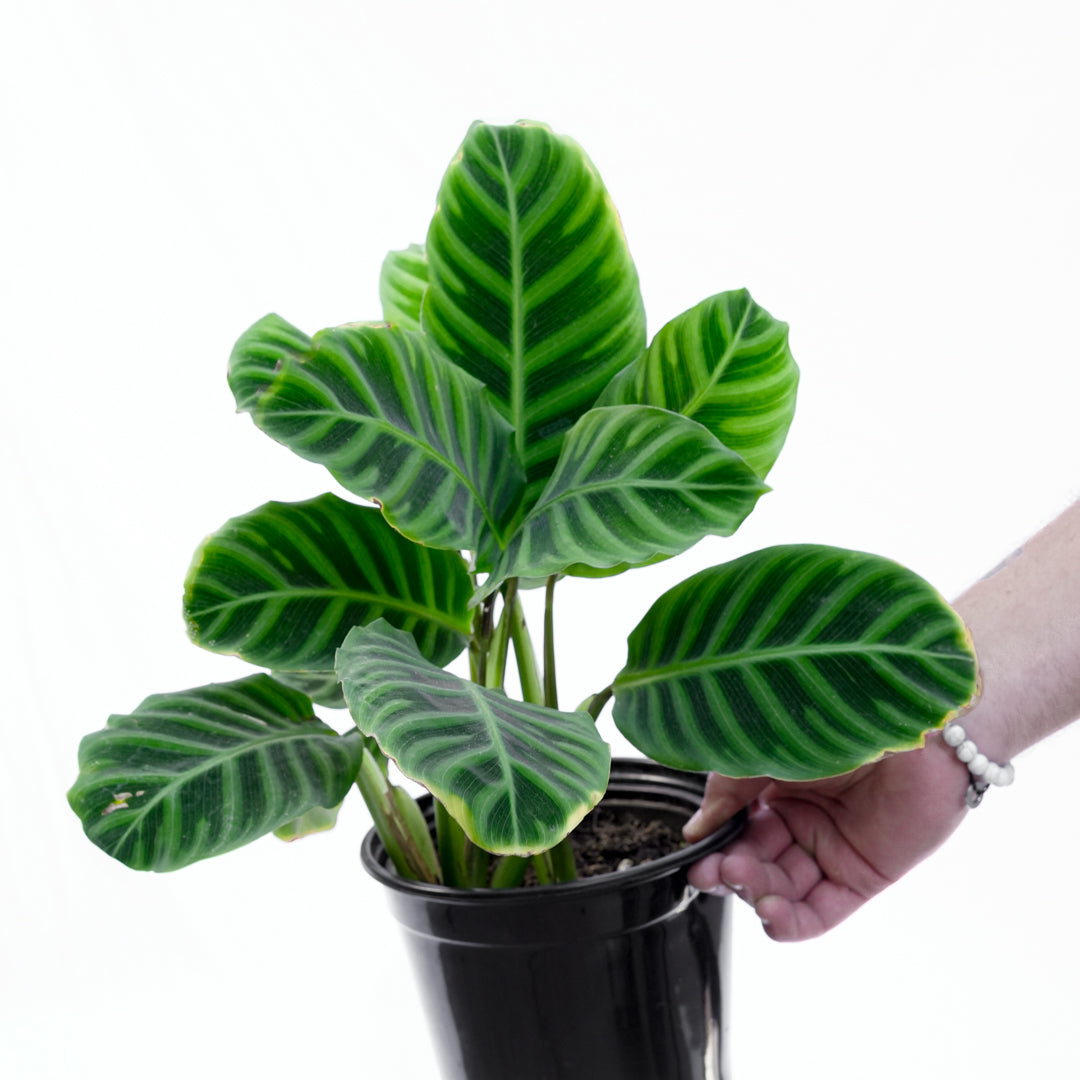 Calathea Zebrina