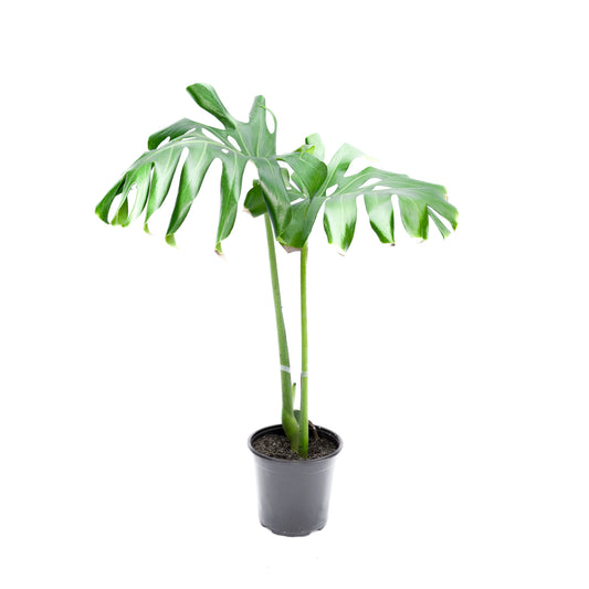 Monstera deliciosa L