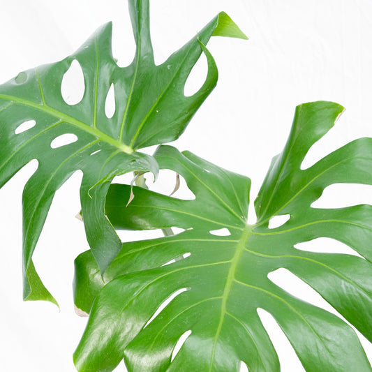 Monstera deliciosa L