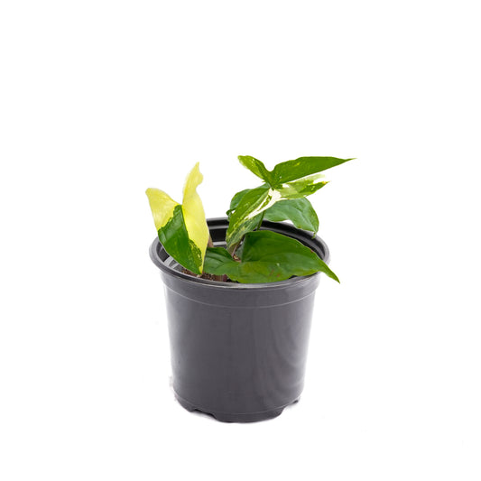 Singonio Variegado