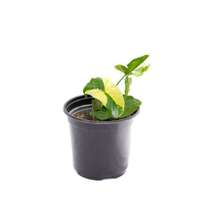 Singonio Variegado