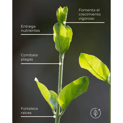 KaiRaíz - Enraizante Biológico con Trichoderma y Bacillus