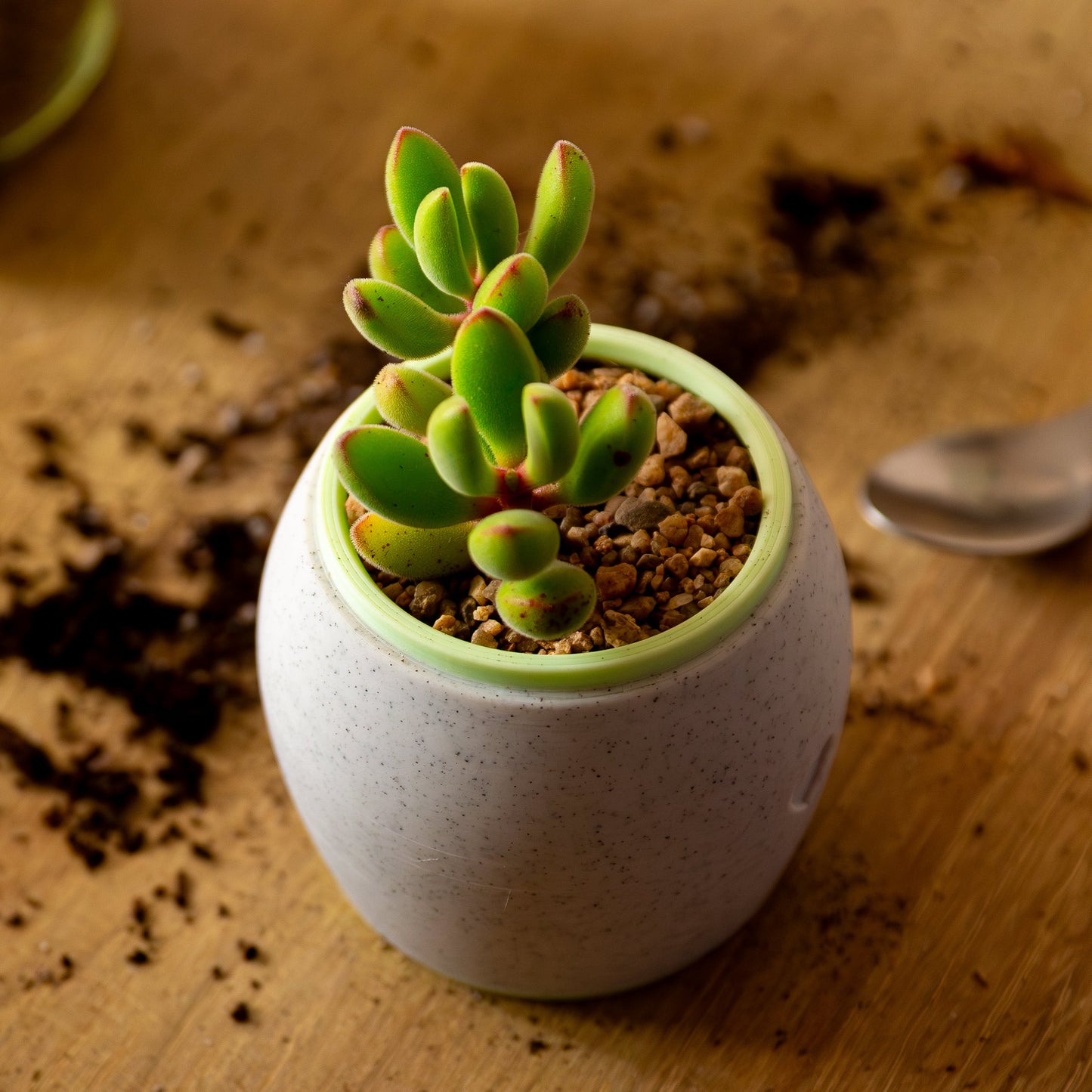 Suculenta + Macetero de Moliceta