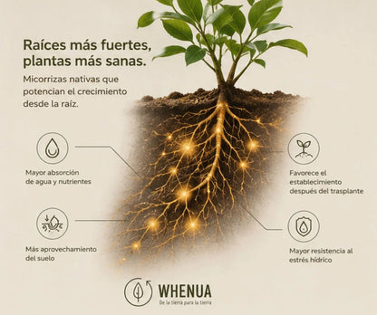 Kai Rhiza — Micorrizas Nativas