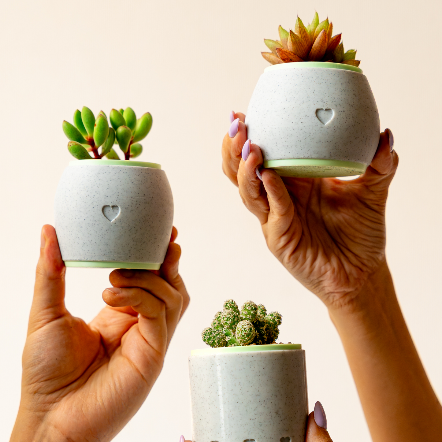 Suculenta + Macetero de Moliceta