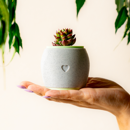 Suculenta + Macetero de Moliceta